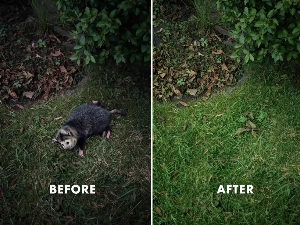 After possum removal Rooty Hill