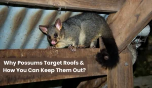 Possums Target Roofs to live