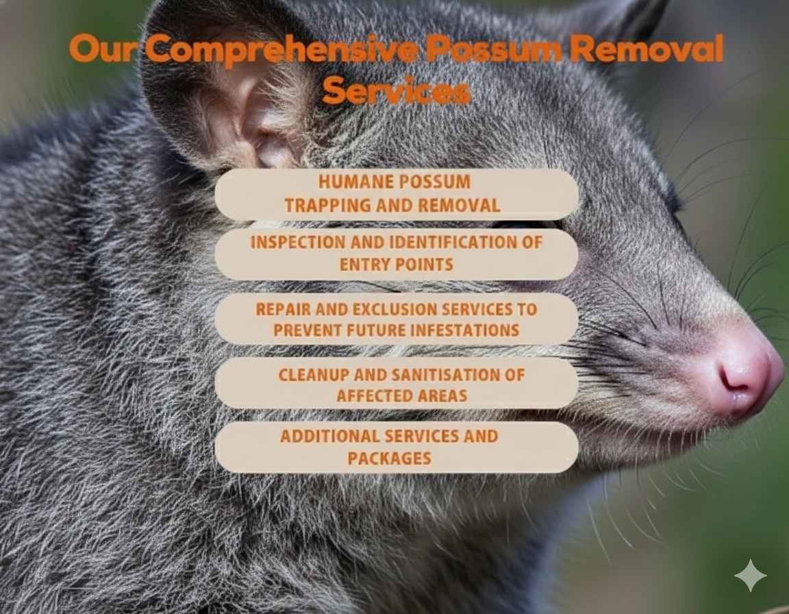 Our Comprehensive Possum Control Services