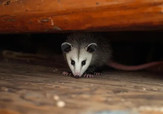Under Deck Possum Removal