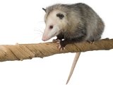 Under Deck Possum Removal